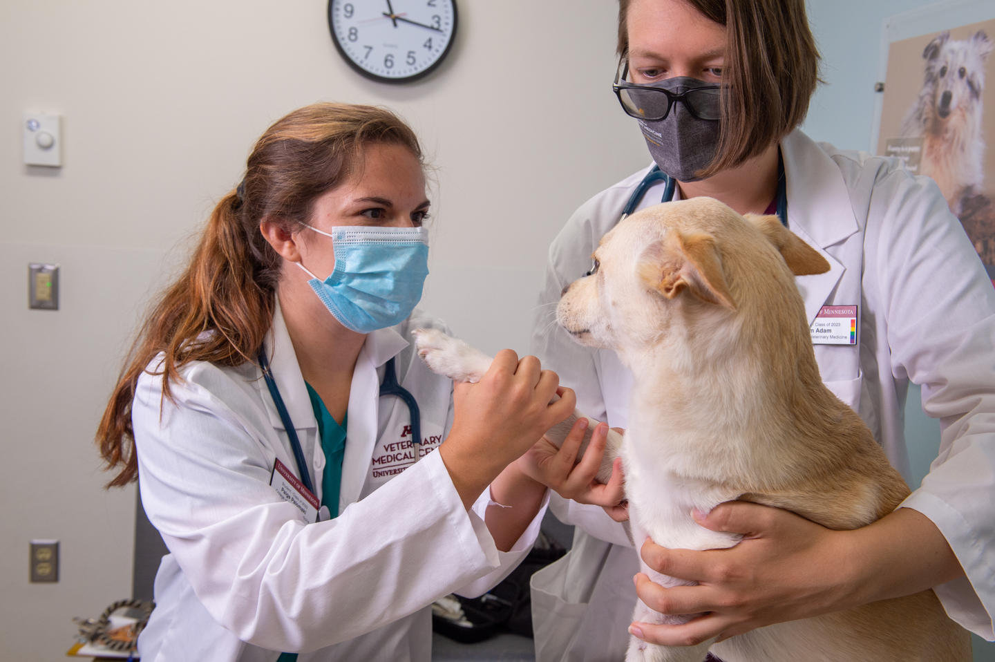 Veterinary student and instructor examining a dog