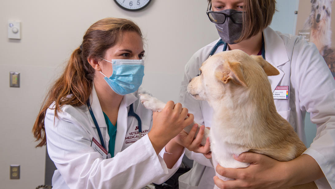 Veterinary student and instructor examining a dog